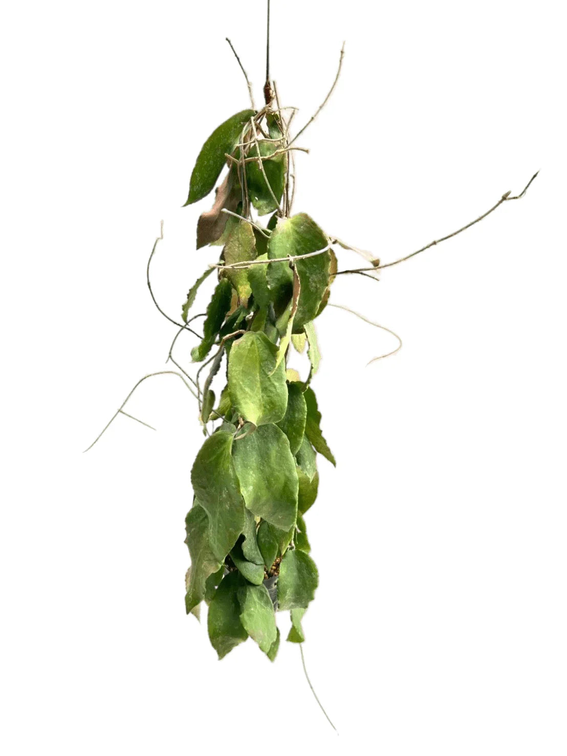 big leaf hanging plant Hoya caudata big leaf – Thai Exotic Greenery