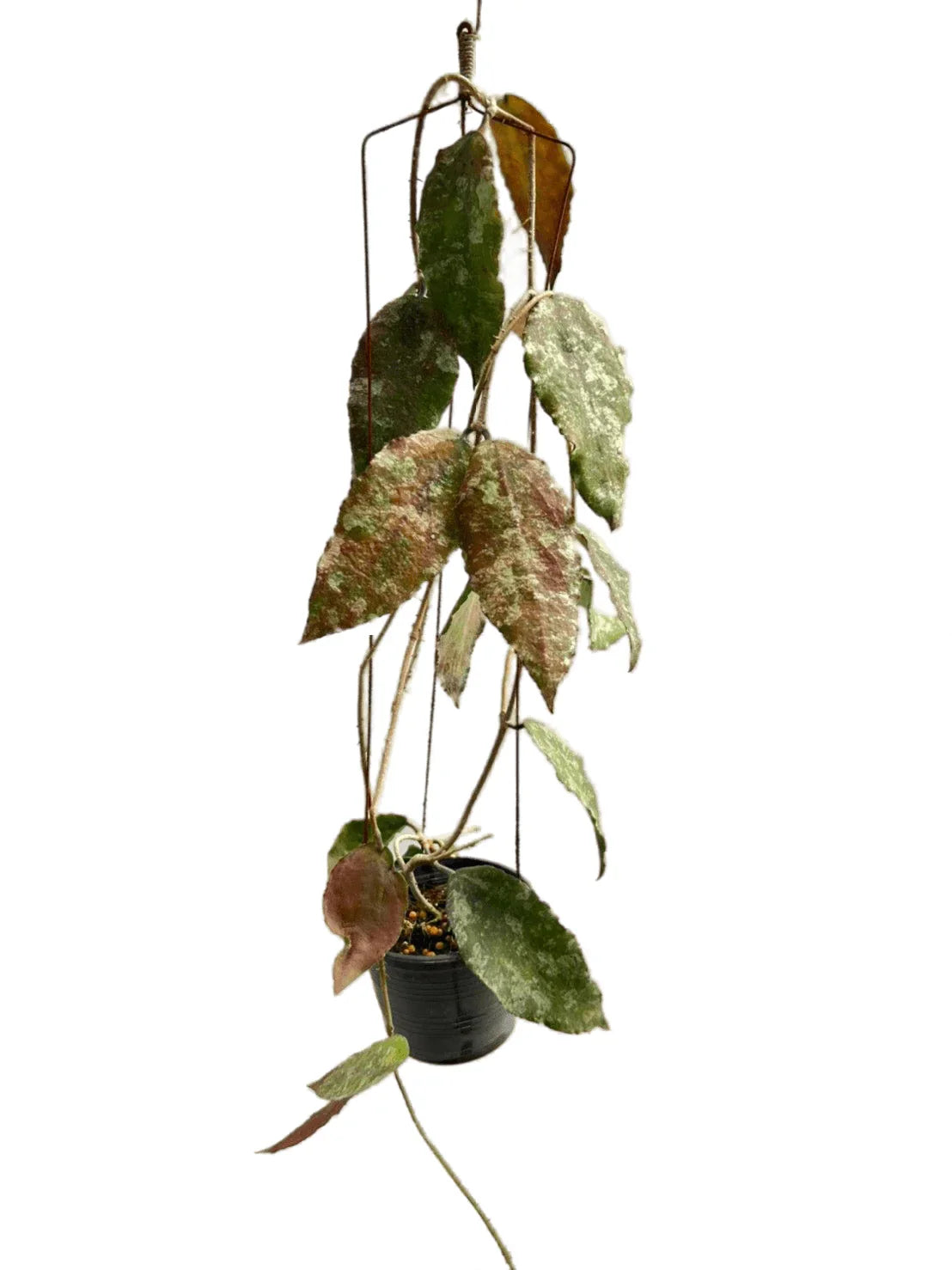 Hoya caudata silver gold – Thai Exotic Greenery