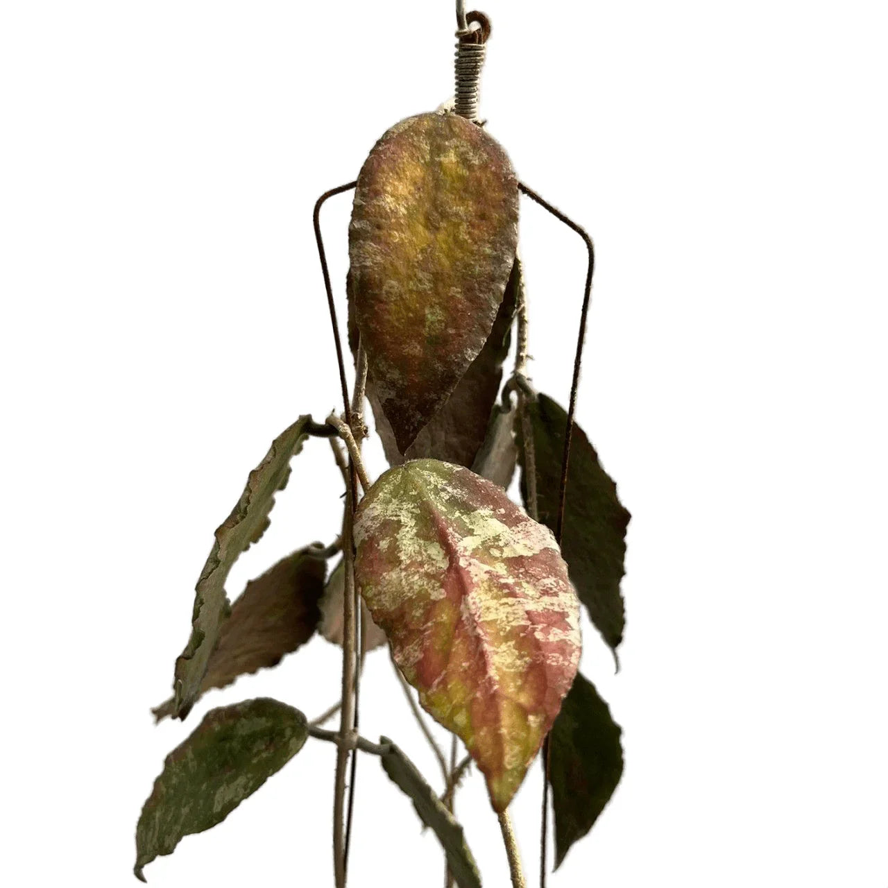 Hoya caudata silver gold – Thai Exotic Greenery