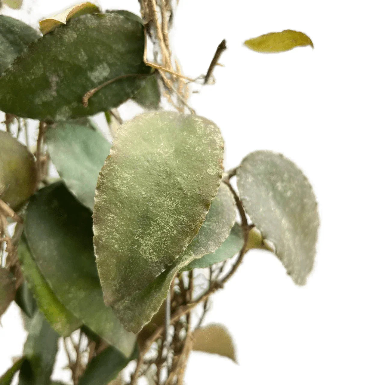 Hoya caudata sumatra – Thai Exotic Greenery