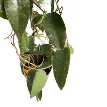 Load image into Gallery viewer, Hoya caudata sumatra
