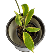 Load image into Gallery viewer, Hoya diversifolia variegated
