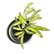 Load image into Gallery viewer, Hoya kentiana variegated with elongated green and yellow leaves in a pot.

