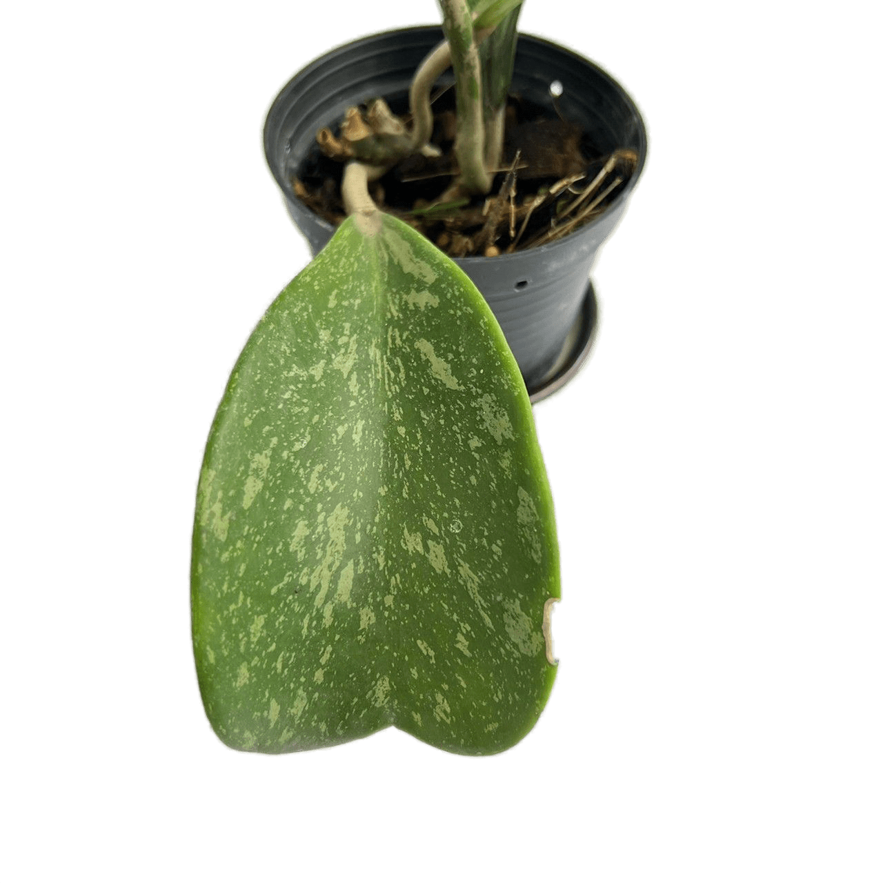 Variegated Hoya Kerrii 'Splash' RARE Hoya - outlet US Grower