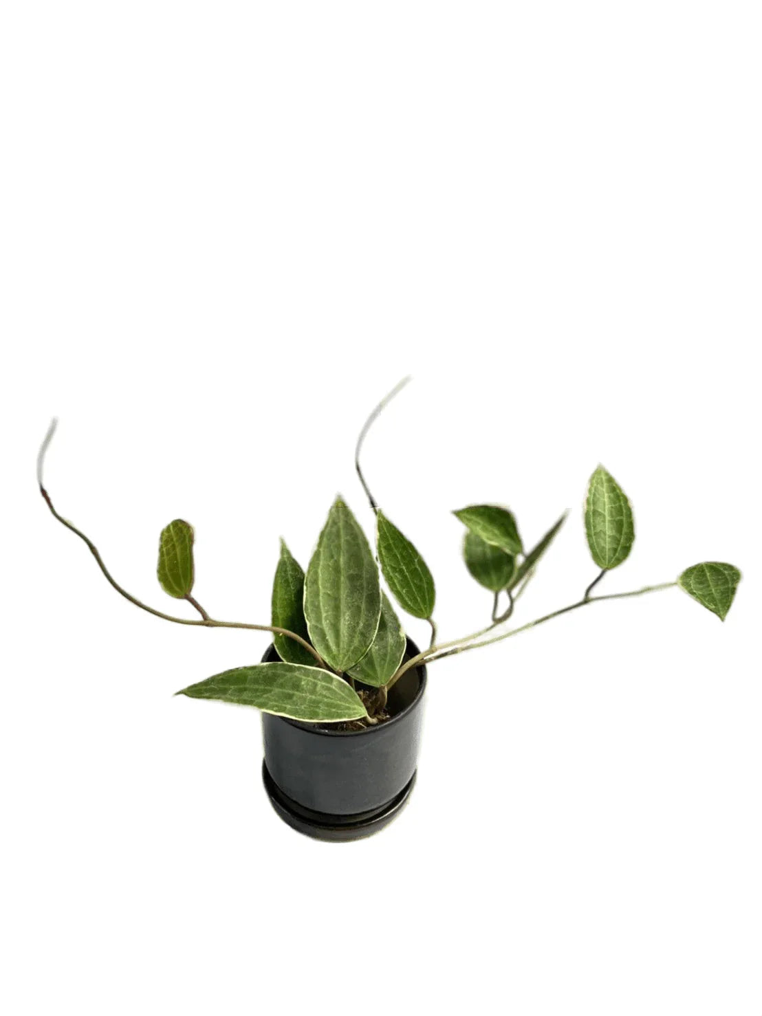 Hoya macrophylla variegated – Thai Exotic Greenery