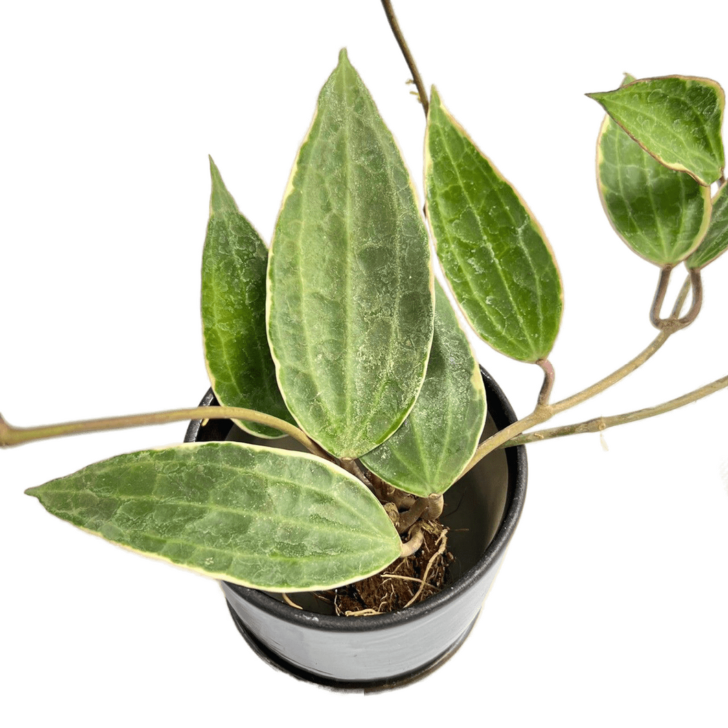 Hoya macrophylla outer variegated