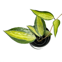 Load image into Gallery viewer, Hoya macrophylla inner variegated
