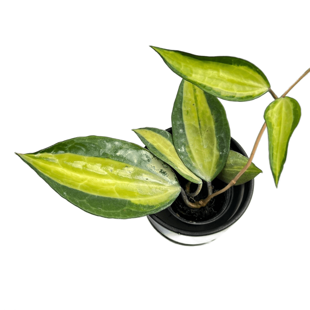 Hoya macrophylla inner variegated