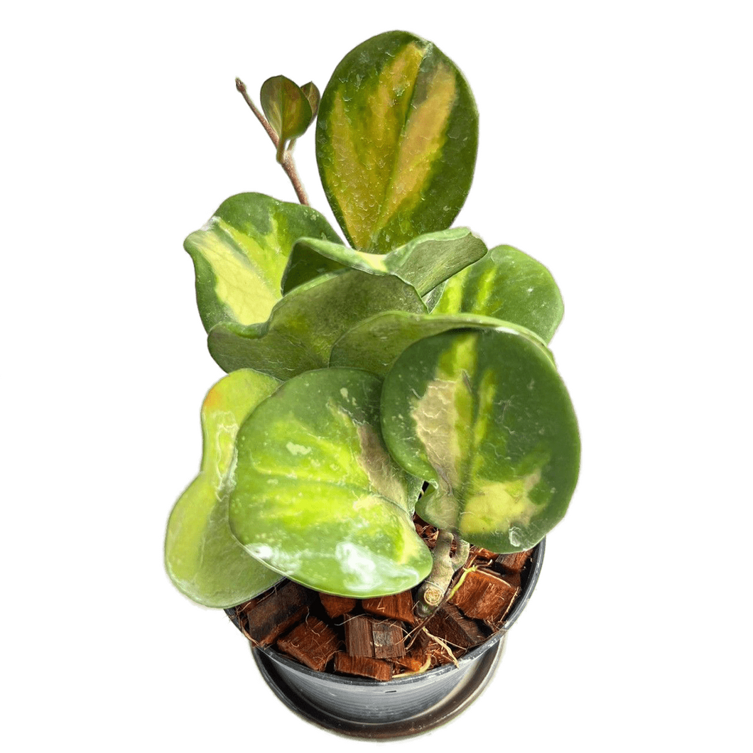 Hoya obovata inner variegated
