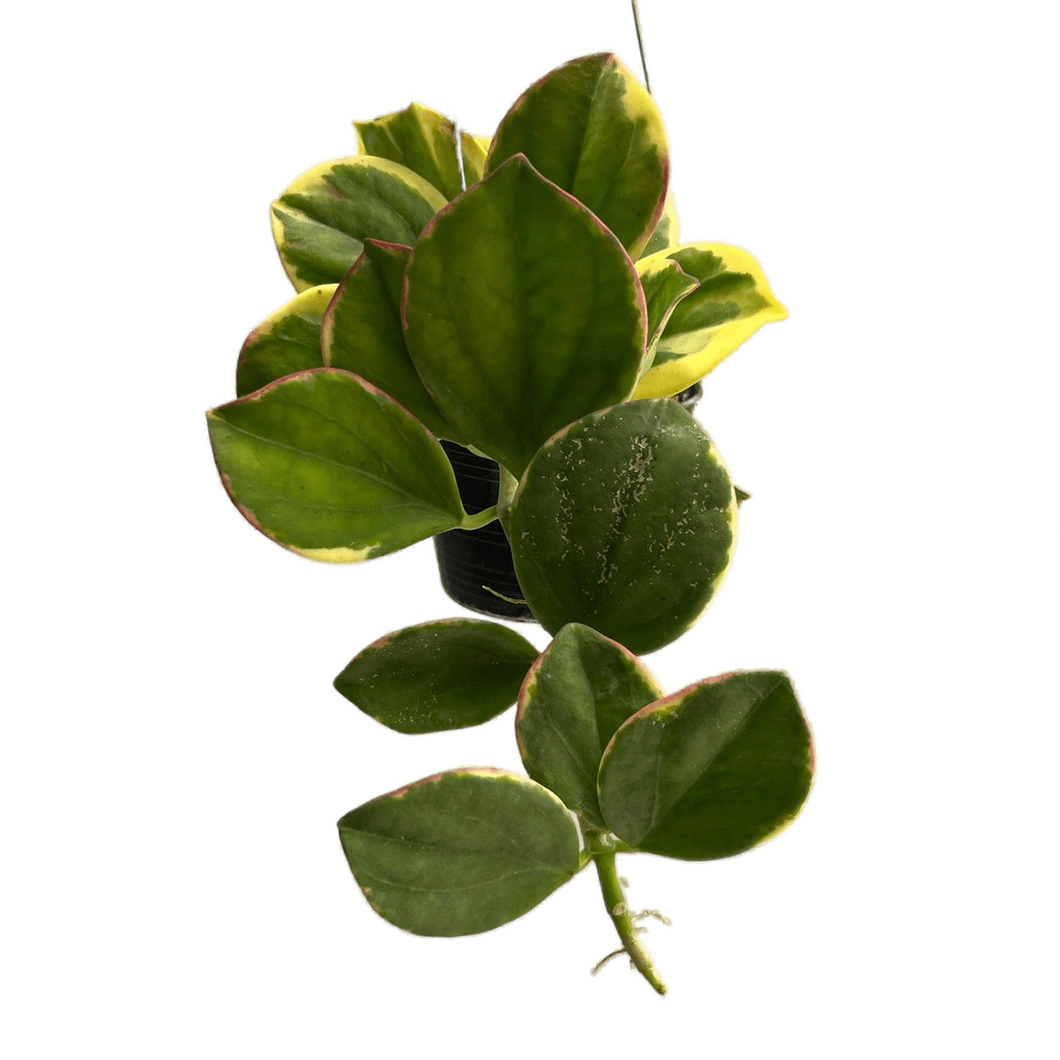 Hoya pachyclada albo