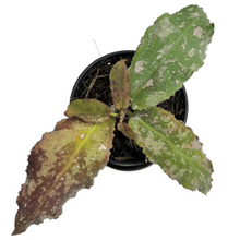 Load image into Gallery viewer, Close-up of Hoya undulata with wavy, variegated green and burgundy leaves in a black pot.

