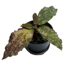 Load image into Gallery viewer, Close-up of Hoya undulata with wavy, variegated green and burgundy leaves in a black pot.
