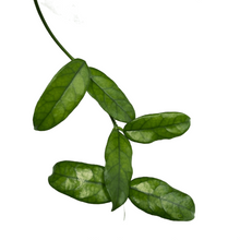 Load image into Gallery viewer, Hoya villosa long leaf

