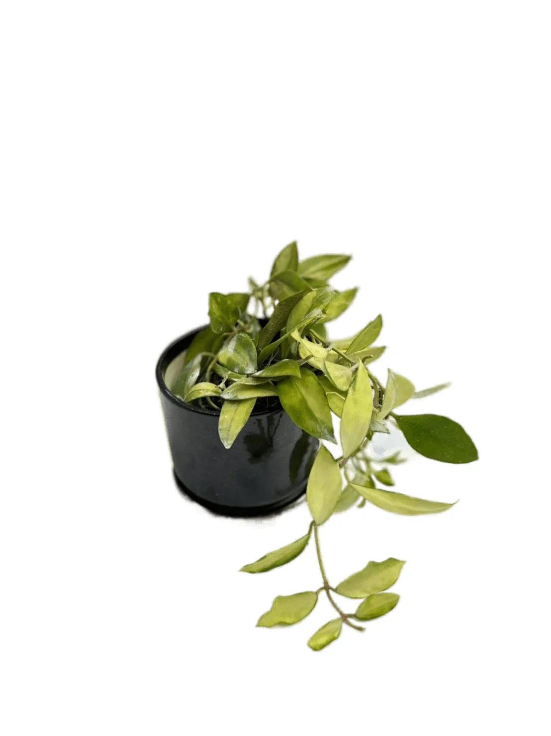Hoya walliniana variegated – Thai Exotic Greenery Hoya walliniana variegated – Thai Exotic Greenery