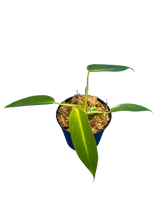 Load image into Gallery viewer, Philodendron spiritus sancti (small)

