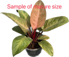 Load image into Gallery viewer, Philodendron red congo mint
