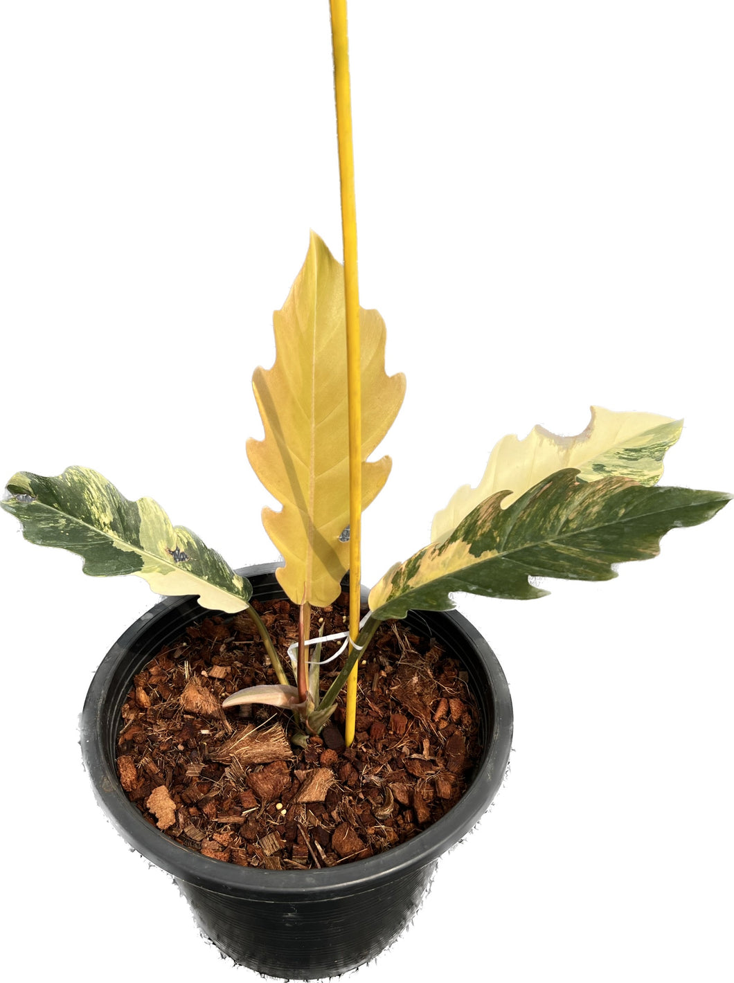 Philodendron caramel marble