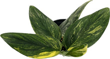 Load image into Gallery viewer, Monstera standleyana aurea variegated
