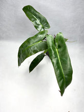 Load image into Gallery viewer, Philodendron atabapoense
