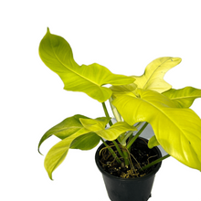 Load image into Gallery viewer, Philodendron bipennifolium gold
