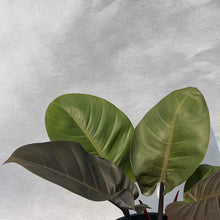 Load image into Gallery viewer, Philodendron black cardinal
