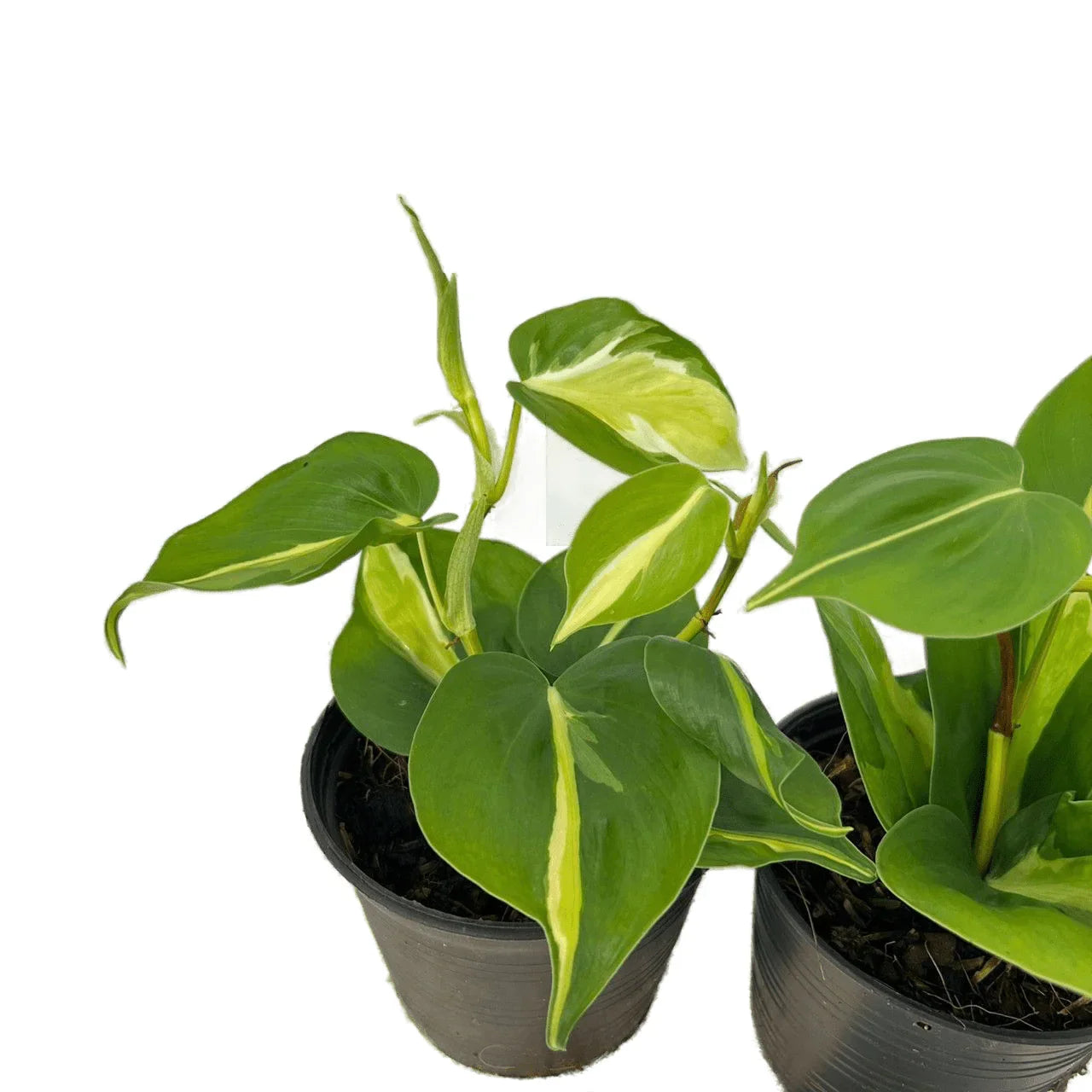 Philodendron brazil tricolor – Thai Exotic Greenery