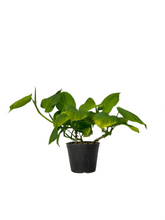 Load image into Gallery viewer, Philodendron fibraecataphyllum peru
