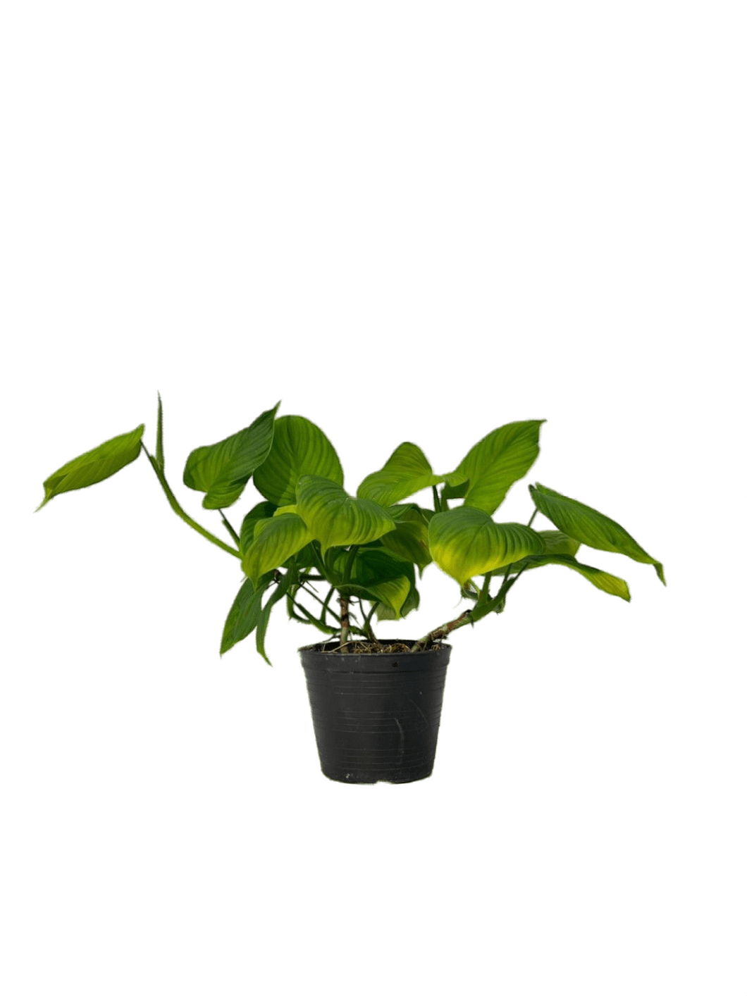 Philodendron fibraecataphyllum peru