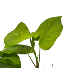 Load image into Gallery viewer, Philodendron fibraecataphyllum peru
