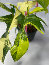 Load image into Gallery viewer, Philodendron florida beauty variegated
