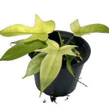 Load image into Gallery viewer, Philodendron Florida ghost
