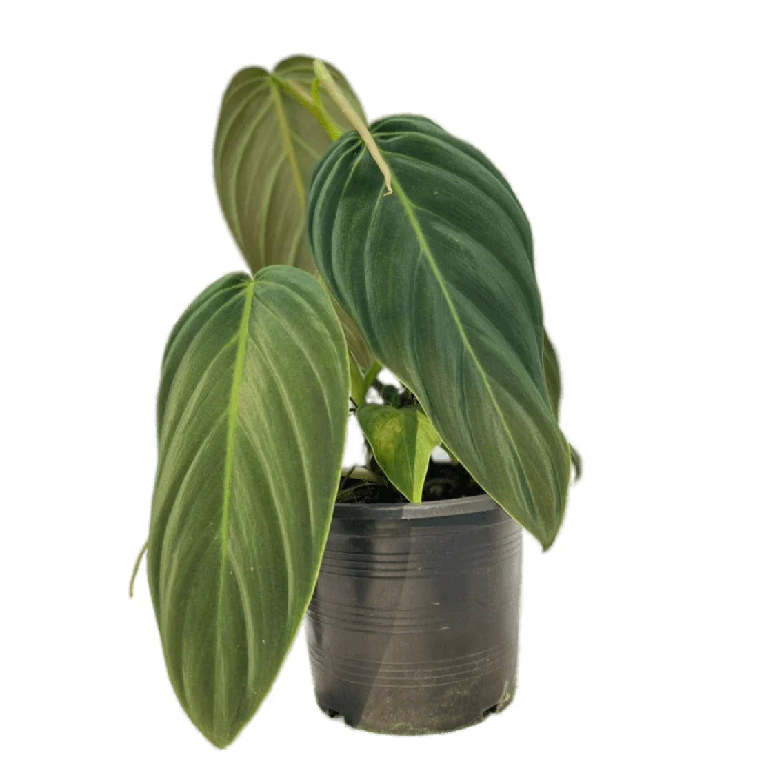 Philodendron gigas - TEG | Rare Climbing Aroid with Velvet Leaves