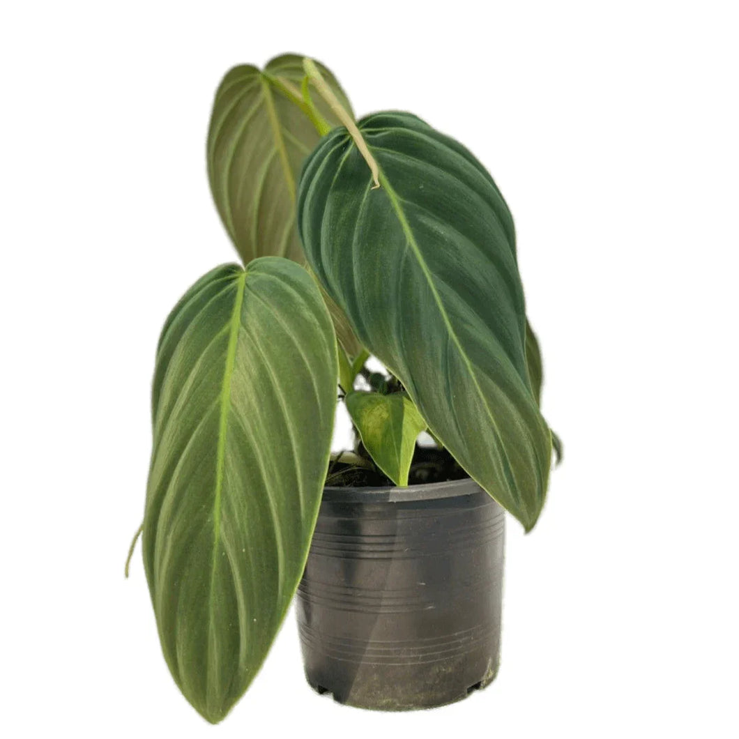 philodendron gigas buy Philodendron gigas