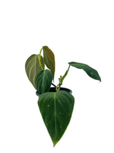 Load image into Gallery viewer, Philodendron gigas
