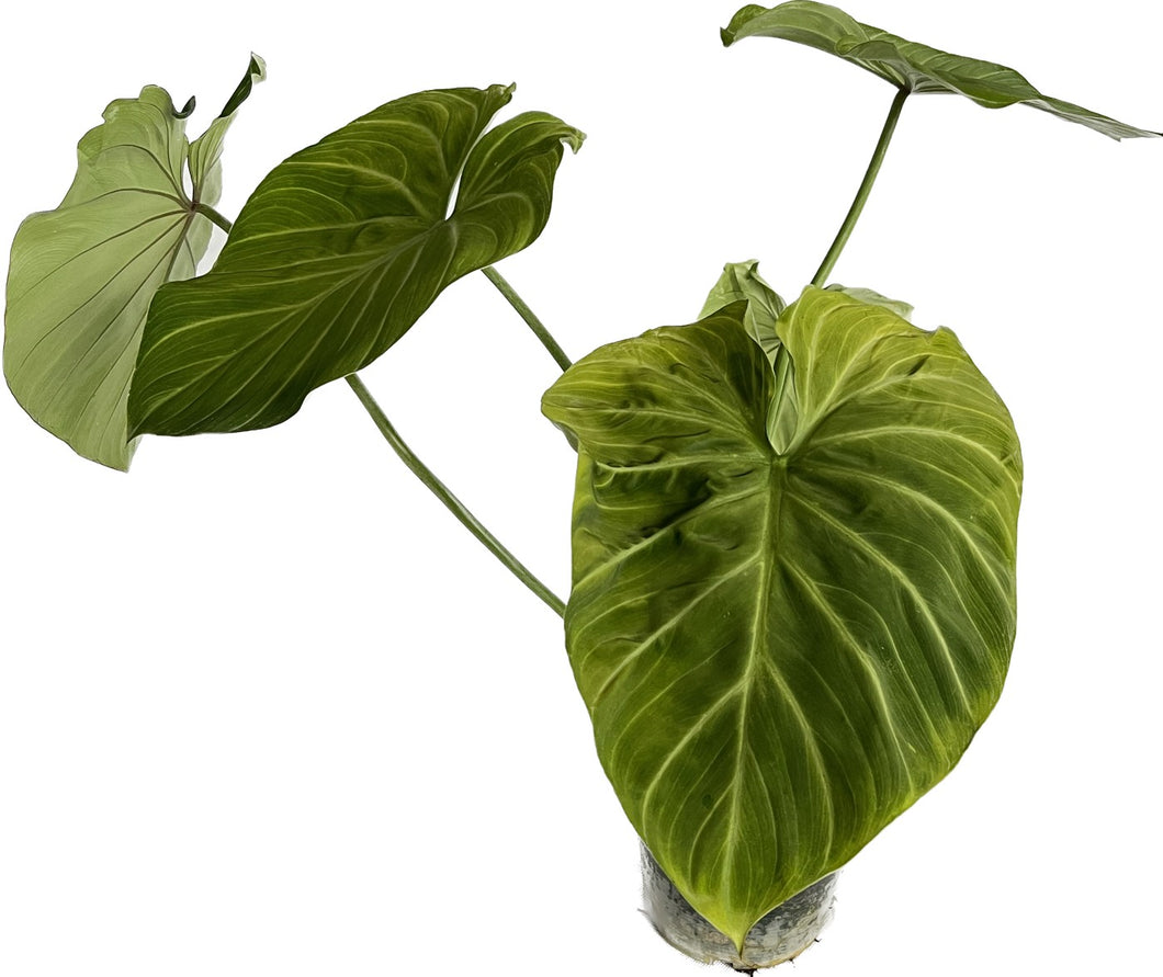 Philodendron gloriosum mint variegated