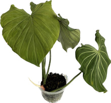 Load image into Gallery viewer, Philodendron gloriosum mint variegated
