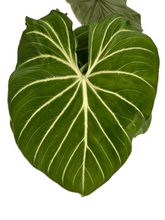 Load image into Gallery viewer, Philodendron gloriosum white vein pink back
