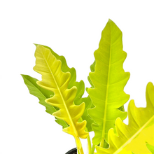 Load image into Gallery viewer, Philodendron serratum gold
