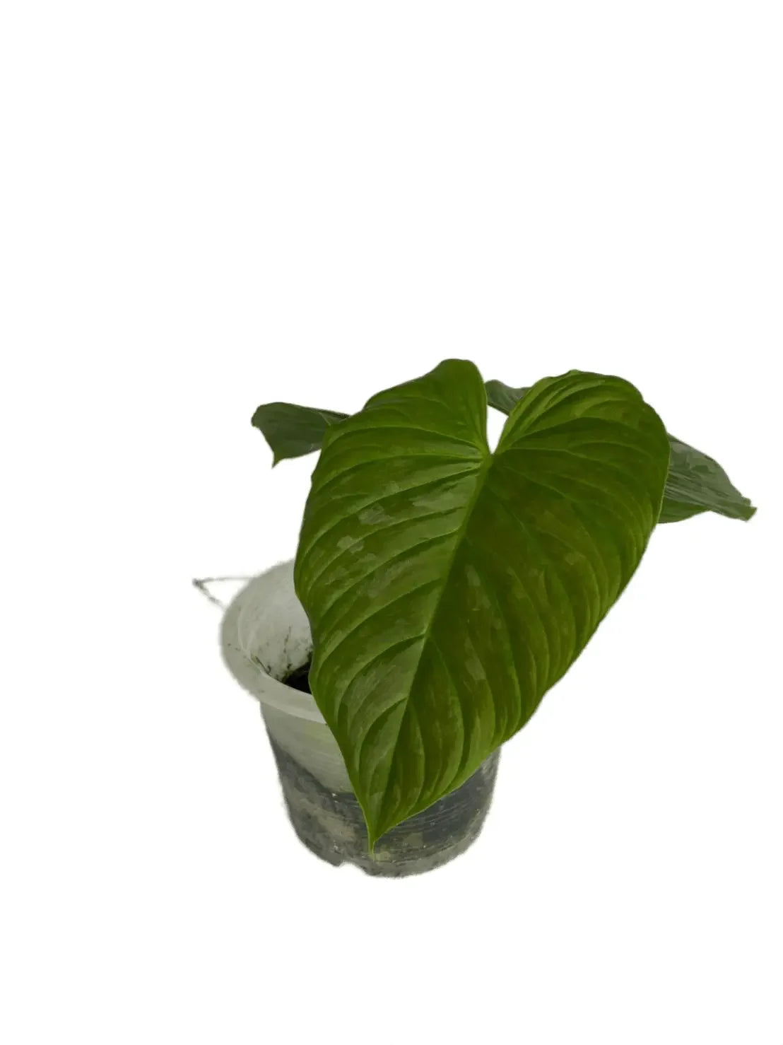Philodendron majestic – Thai Exotic Greenery