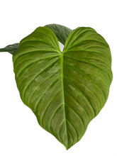 Load image into Gallery viewer, Philodendron majestic
