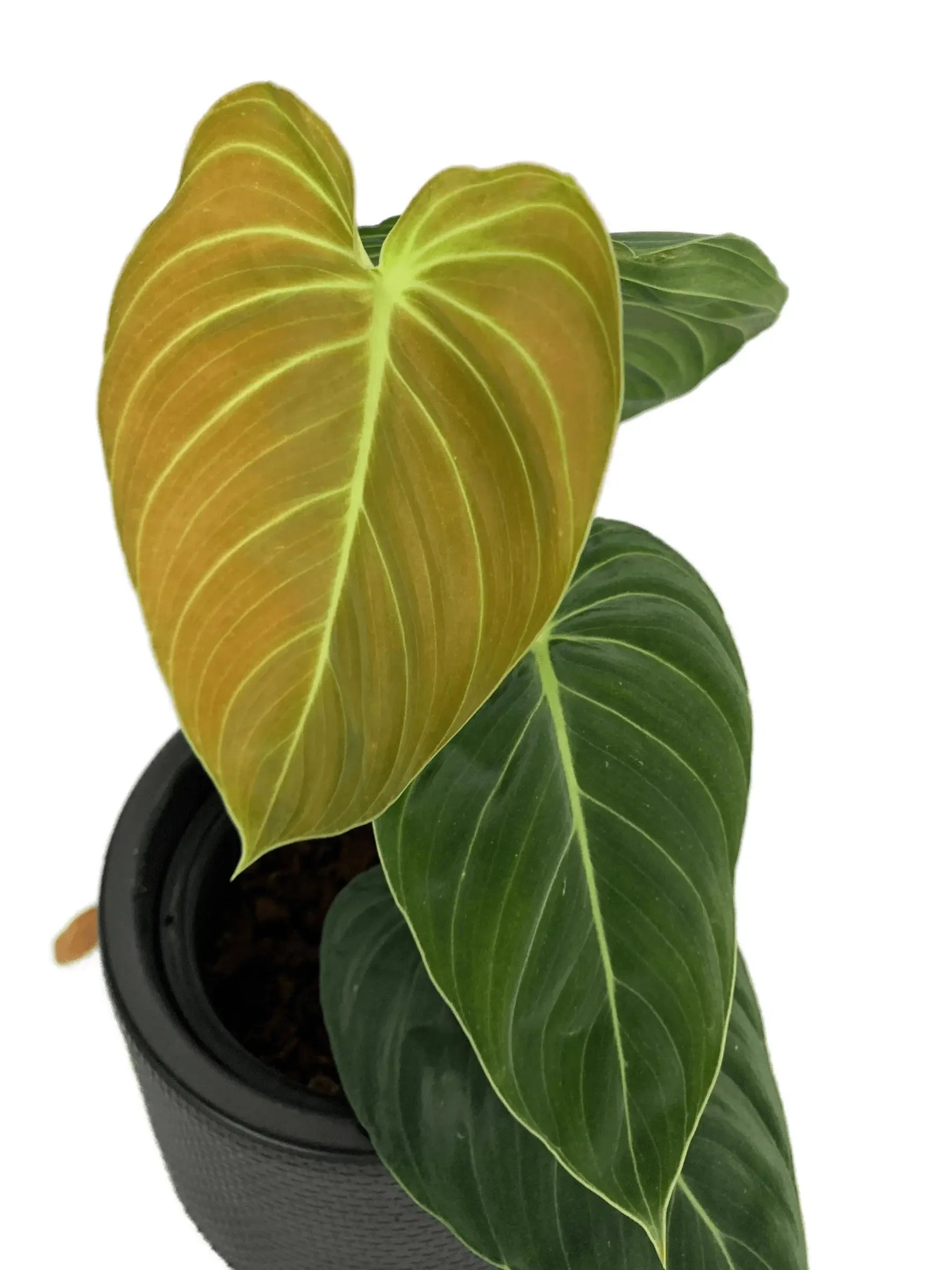 philodendron gigas vs melanochrysum difference Philodendron melanochrysum – Thai Exotic Greenery