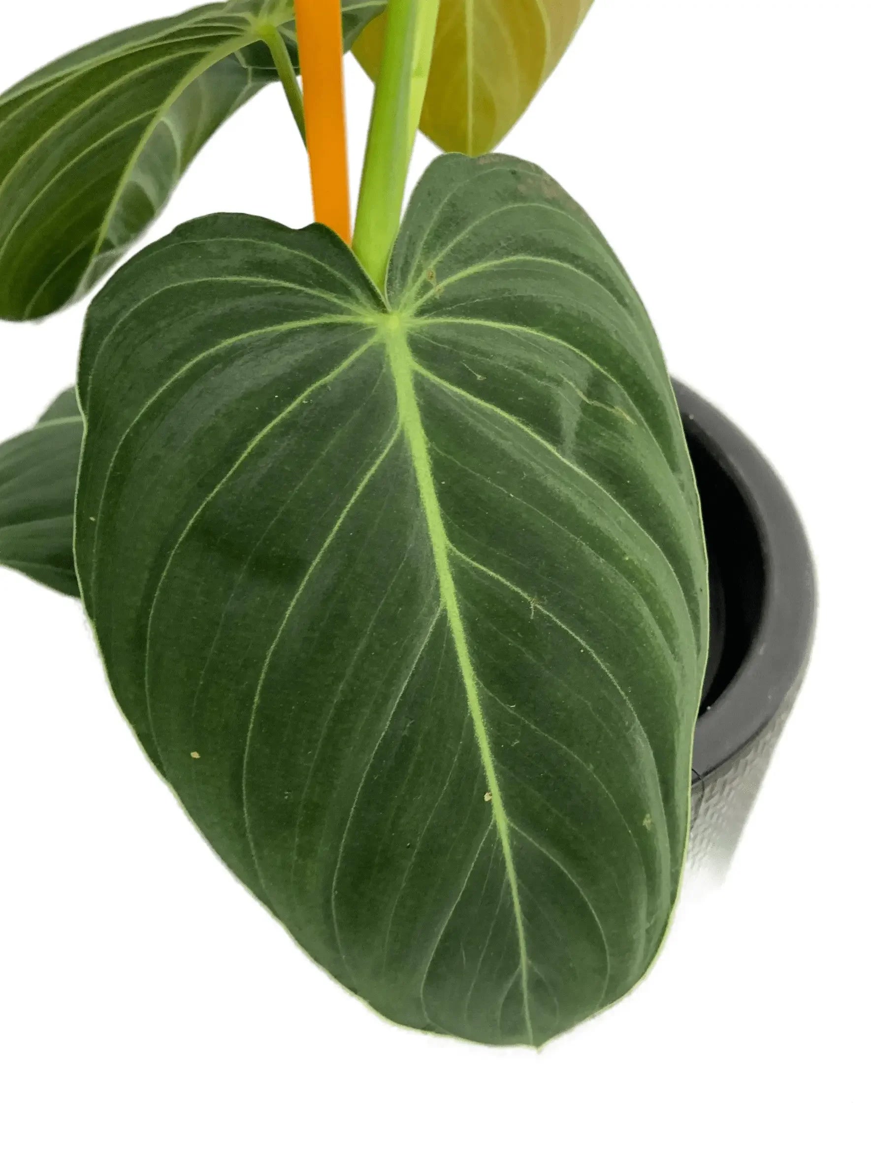 philodendron gigas vs melanochrysum difference Philodendron melanochrysum