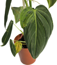 Load image into Gallery viewer, Philodendron melanochrysum variegated
