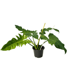 Load image into Gallery viewer, Philodendron Mottled Dragon with yellow-green variegated, lobed leaves in a pot
