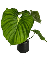 Load image into Gallery viewer, Philodendron plowmanii &#39;citrus&#39;
