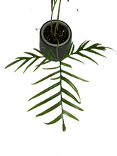 Load image into Gallery viewer, Philodendron polypodioides
