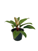 Load image into Gallery viewer, Philodendron red congo
