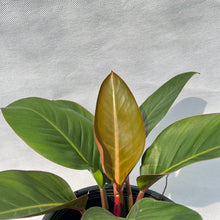 Load image into Gallery viewer, Philodendron red congo
