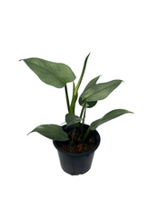 Load image into Gallery viewer, Philodendron silver sword
