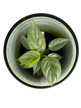 Load image into Gallery viewer, Philodendron sodiroi
